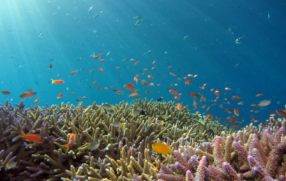 Verdens sundeste koralrev har fået udvidet sit areal med 200 procent