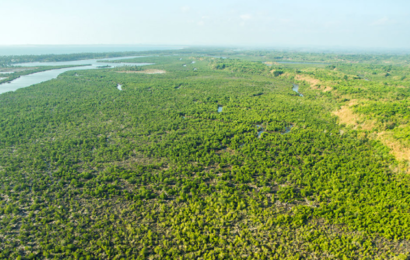 De ekstremt CO2-absorberende mangroveskove viser tegn på fremgang globalt