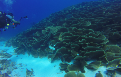 Koraller i Stillehavet har vist sig at kunne tackle opvarmningen af vandet ifølge nye undersøgelser